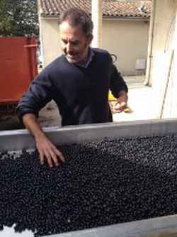 Jean-Baptiste Bourotte at the sorting out table