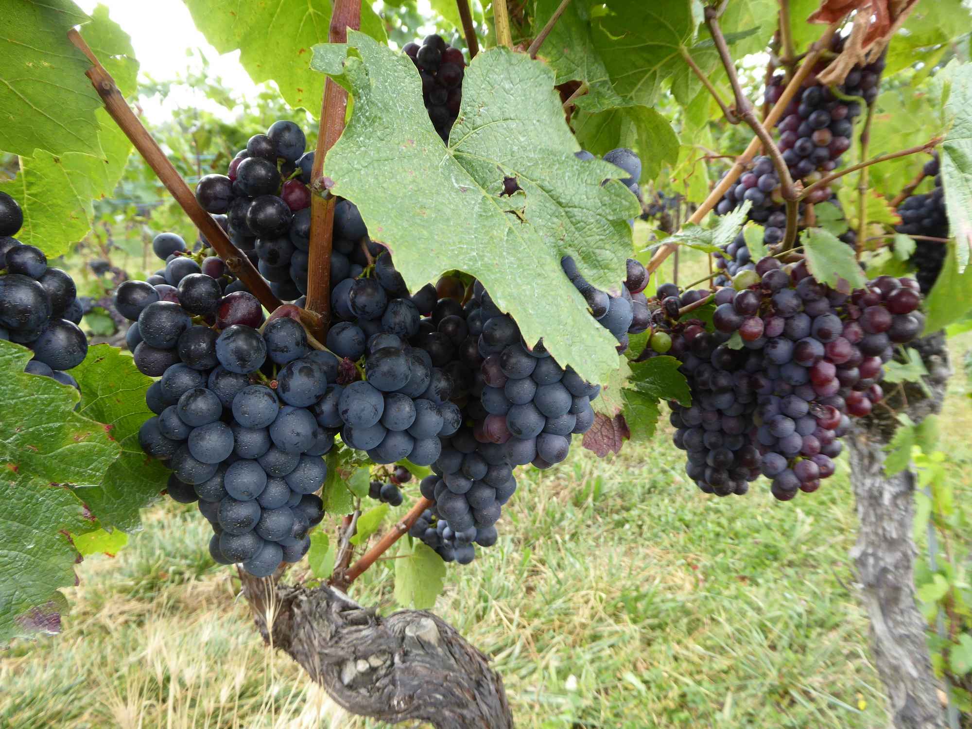 Grapes and vines