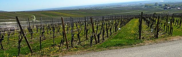 Lieu-dit Muhlforst · Hunawihr Lieu-dit Muhlforst · Hunawihr