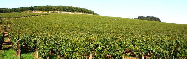 Premier Cru Fourchaume · Chablis Premier Cru Fourchaume · Chablis
